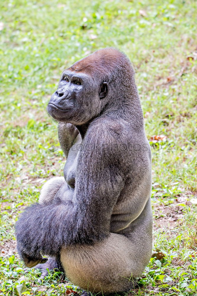 Similar – behind bars Animal