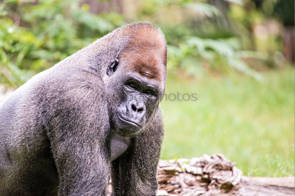 Similar – Image, Stock Photo gorilla Animal Wild animal