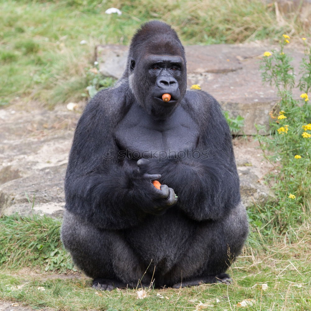 Similar – Image, Stock Photo Person with monkey mask starring at banana