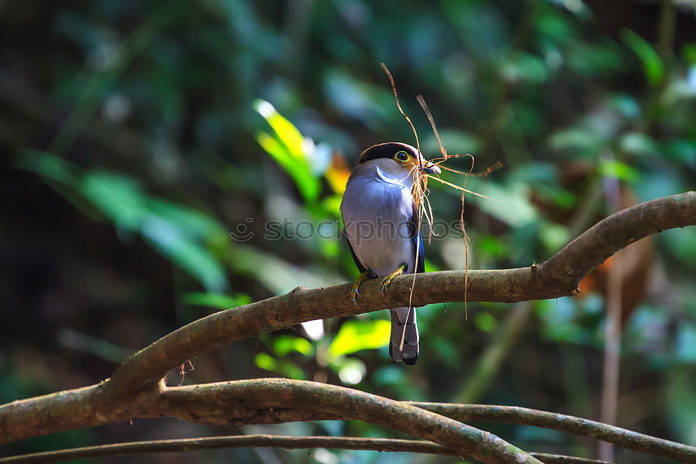 Similar – Image, Stock Photo Kingfisher in pose Animal