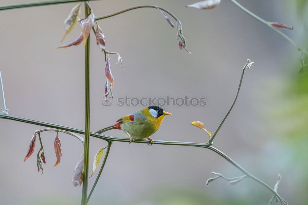 Image, Stock Photo black-yellow Nature Animal