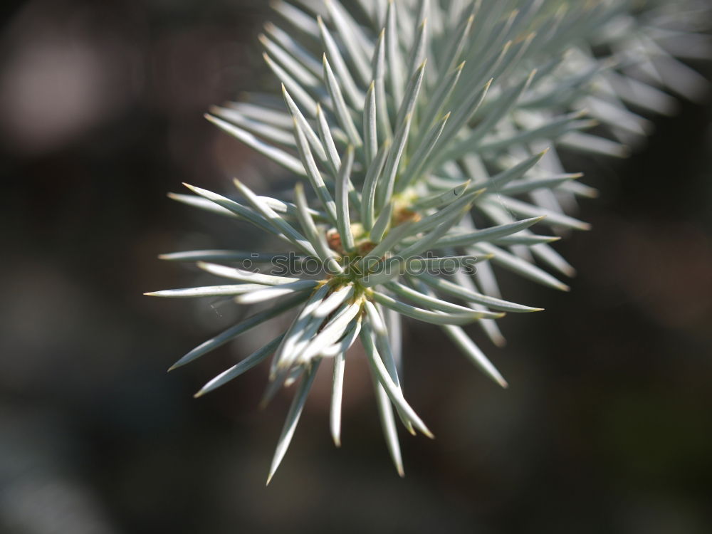 Similar – Mimosaceae am Auyan-Tepui (Venezuela)