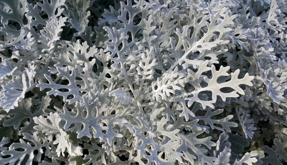 Similar – fall (frozen) leaves