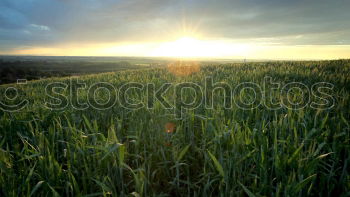 Similar – Sundown III Field Sunset