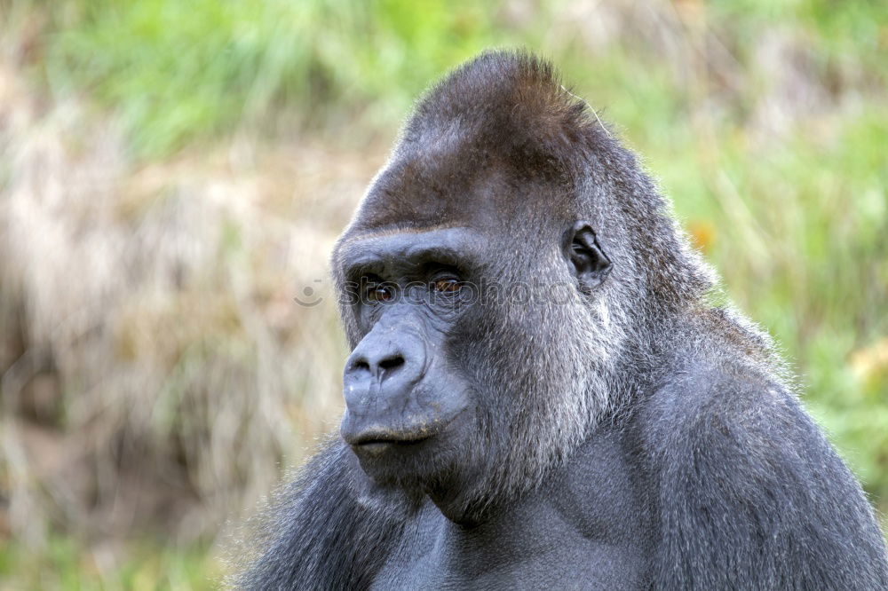 Similar – Gorilla maskulin Zoo Tier