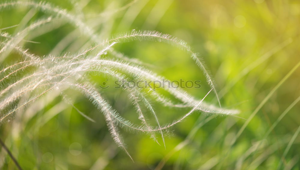 grass Grass Green Violet