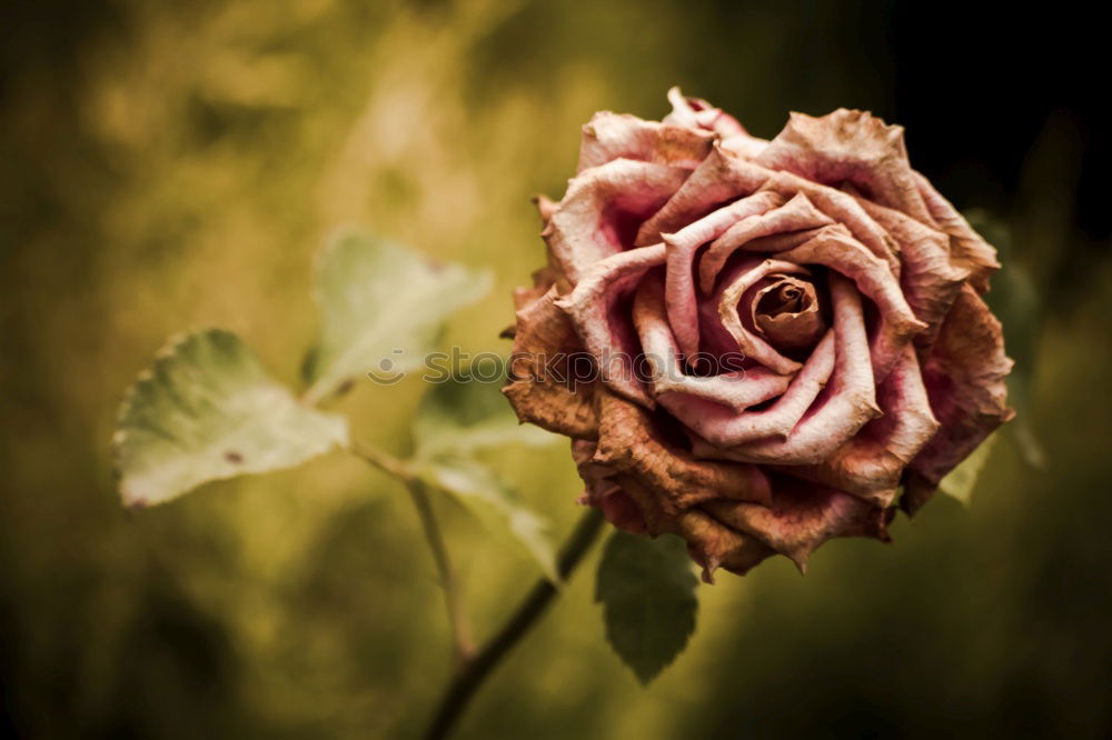 Similar – Image, Stock Photo rose garden Environment