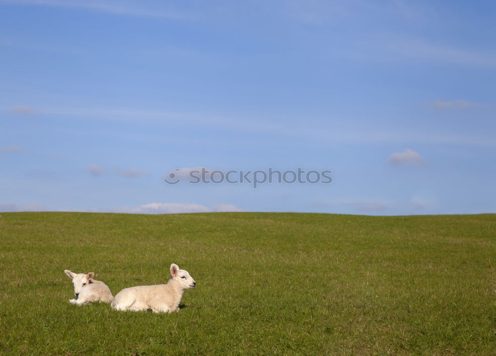 Similar – a sheep Sheep Meadow Grass