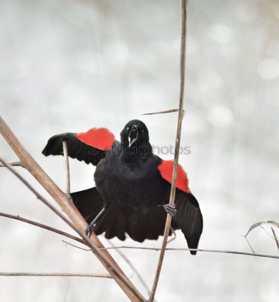 Similar – Amsel II. Environment