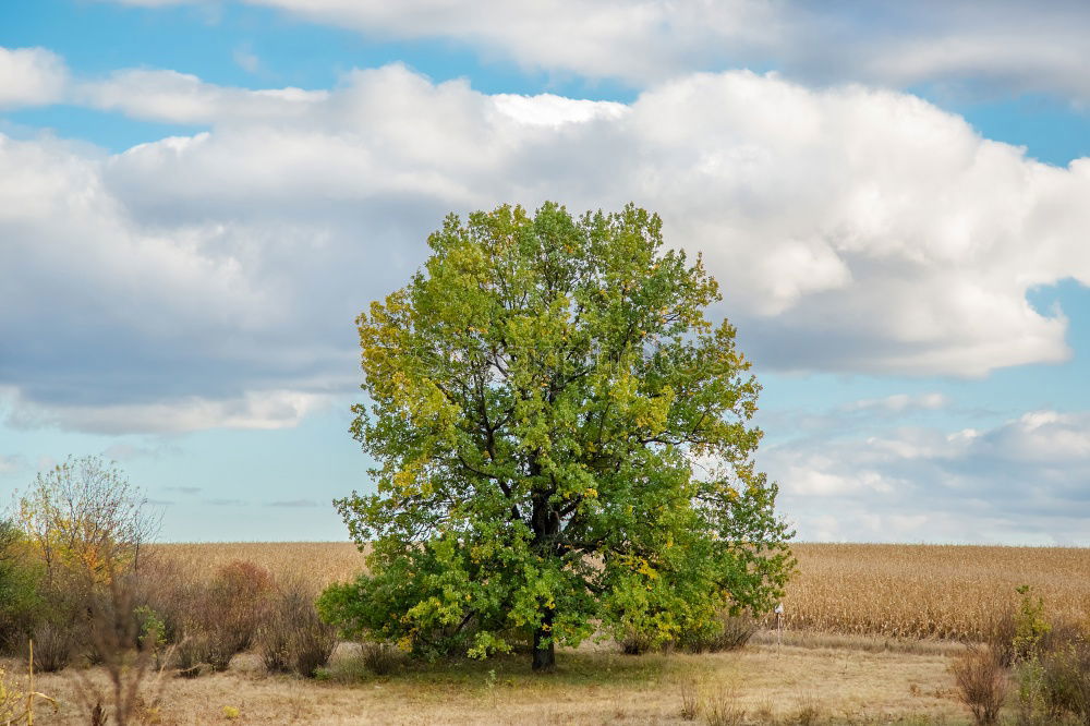 Similar – Image, Stock Photo Attention, grant right of way