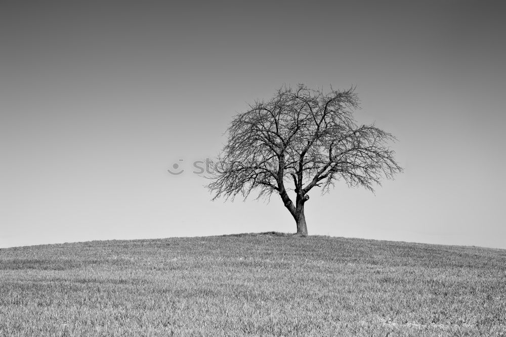 Similar – Foto Bild Einsam Feld Nebel Herbst