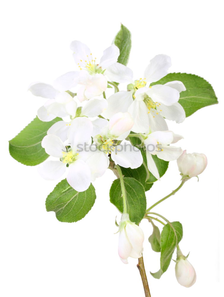 Similar – Image, Stock Photo Caper; Capparis; spinosa