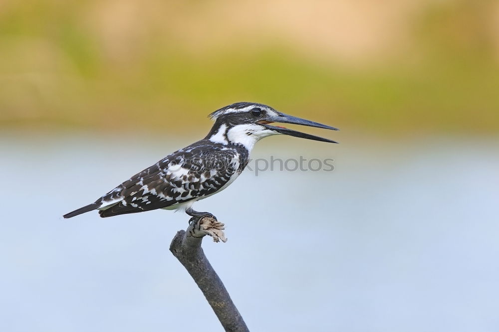 Similar – Image, Stock Photo Giant Kingfisher