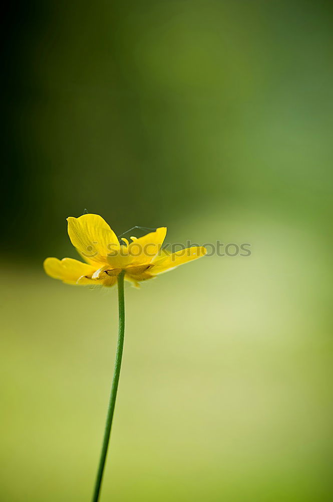 Similar – Image, Stock Photo Taraxacum Blossom Flower