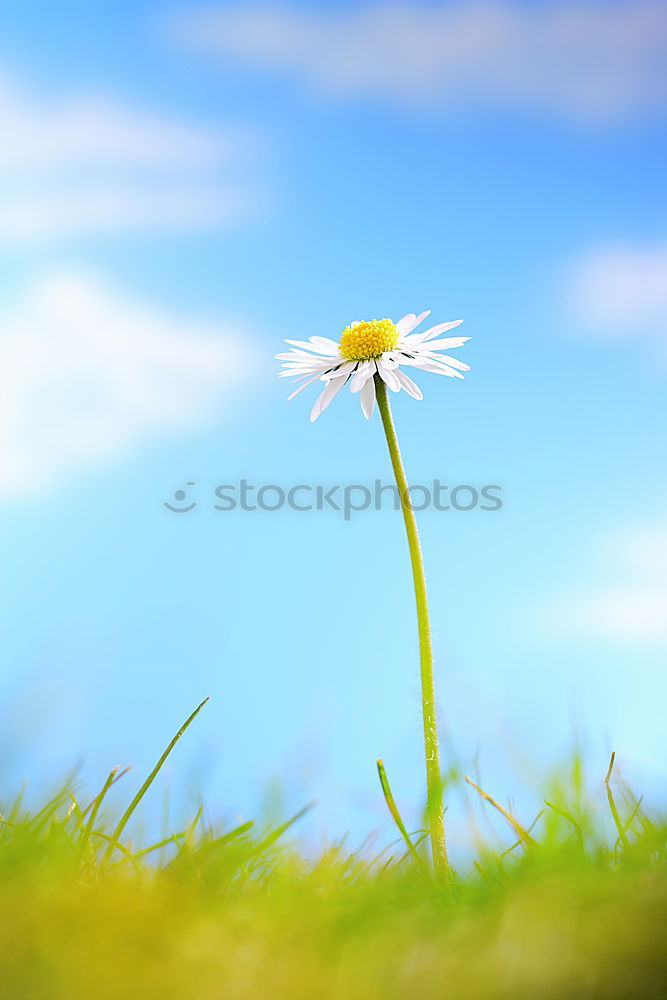 Similar – Image, Stock Photo ::: I love you! ::: Flower