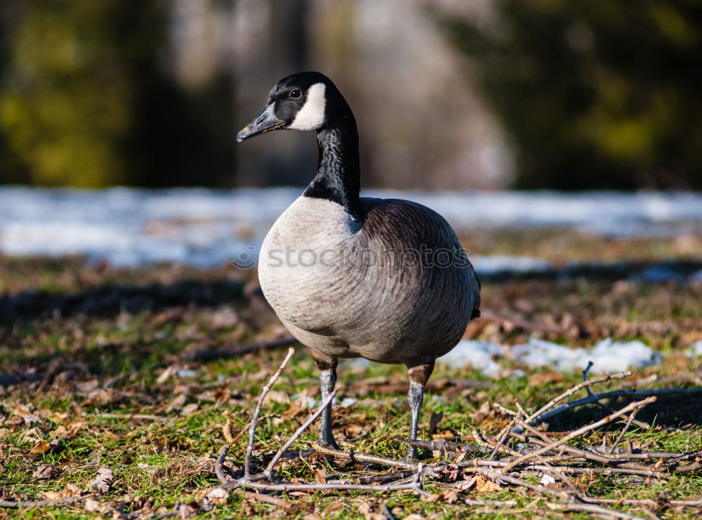 Similar – Foto Bild Tiefkühlkost….. Gans