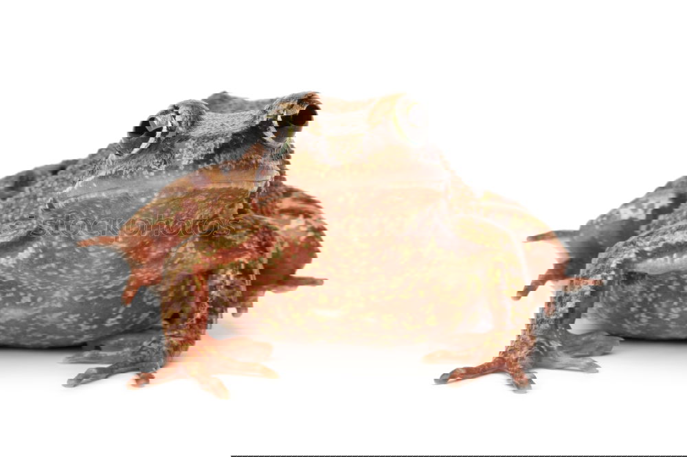 Similar – Image, Stock Photo karl-heinz I Wild animal 1