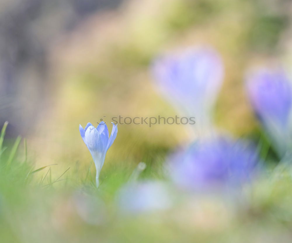 Image, Stock Photo flower macro Nature