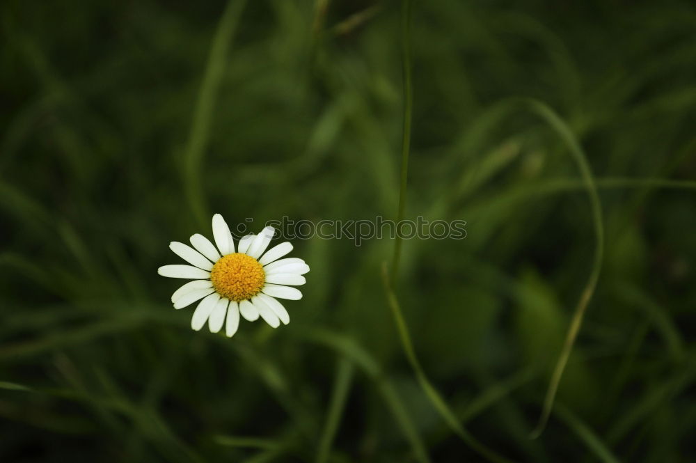 Similar – Gänseblume Gänseblümchen