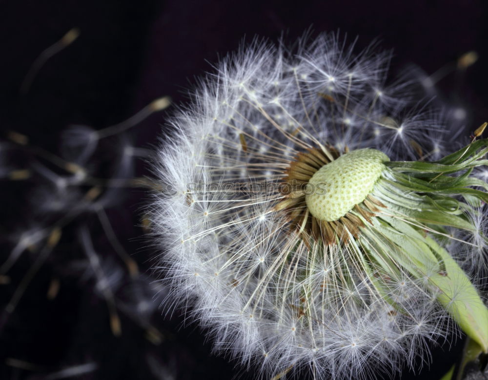 Similar – abstract dandelion flower plant