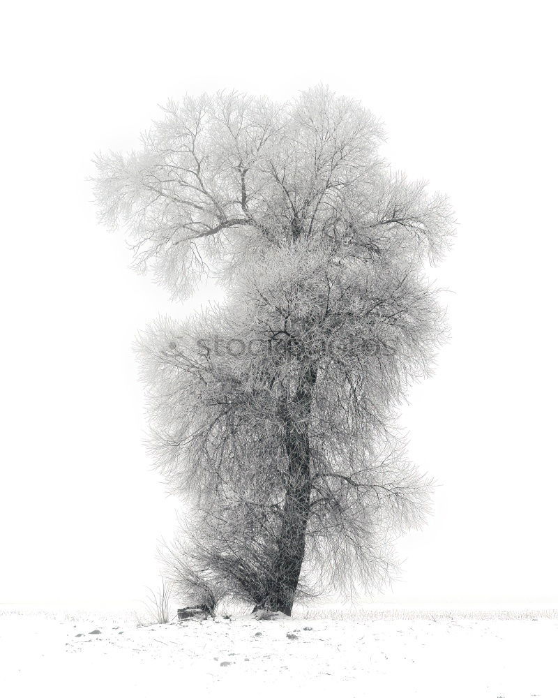 Similar – Image, Stock Photo evening mood Winter White