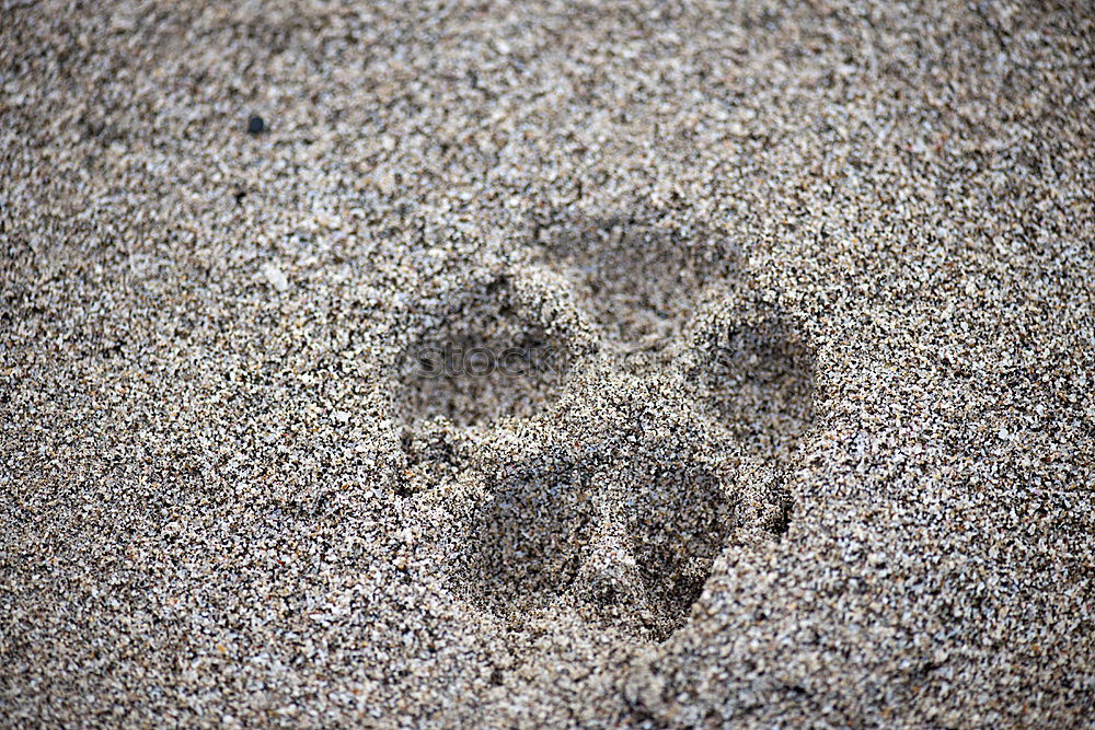 Similar – Sand.ale Fuß Strand Bucht