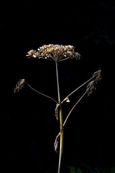 Similar – Foto Bild qwertz Waldpilz Pflanze