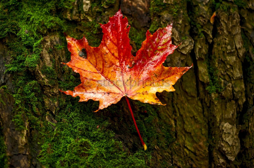 Similar – leaf Crash landing Broken