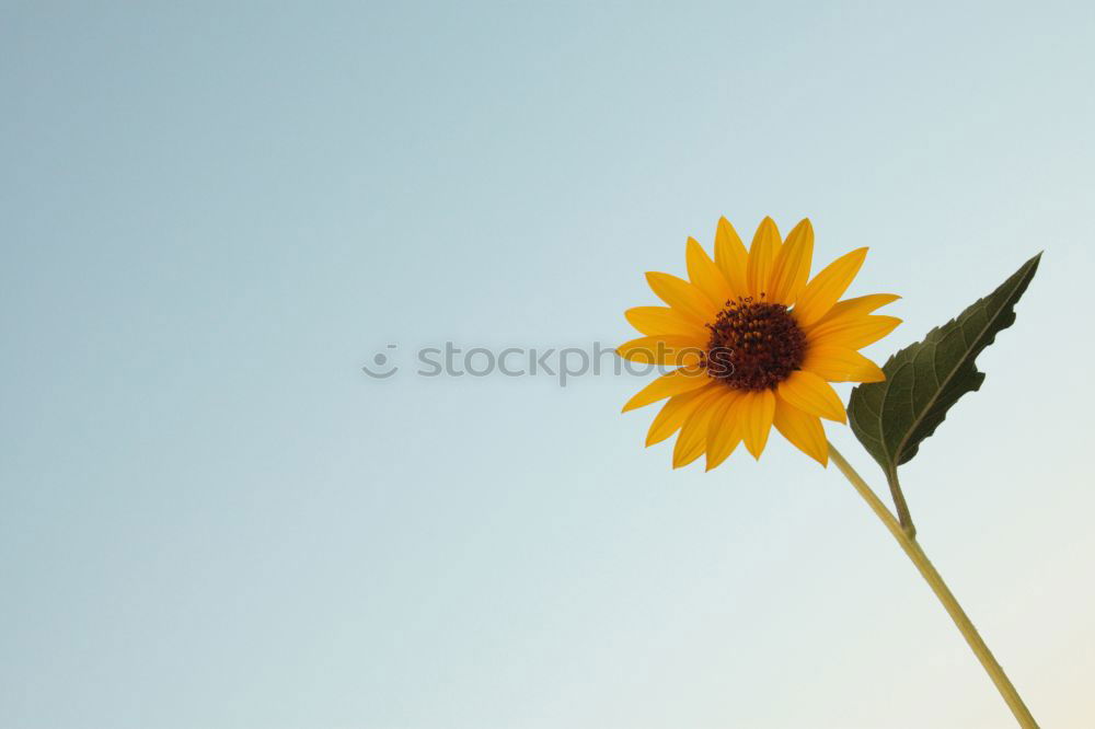 Similar – Field with sunflowers