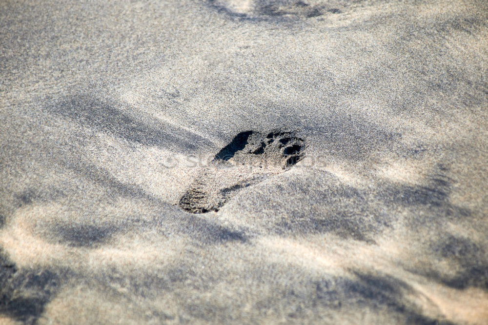 Similar – beach groove Beach Dog