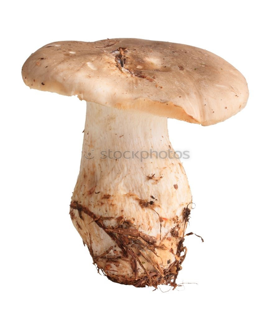 Similar – Fresh porcini mushrooms from the forest