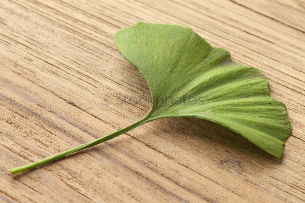 Similar – Image, Stock Photo shamrock Clover Cloverleaf