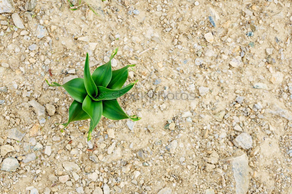 Image, Stock Photo weed growing through crack in pavement