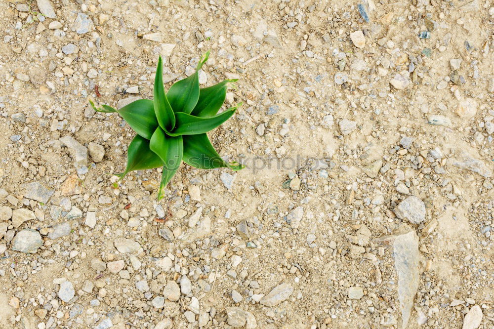 Similar – Image, Stock Photo weed growing through crack in pavement