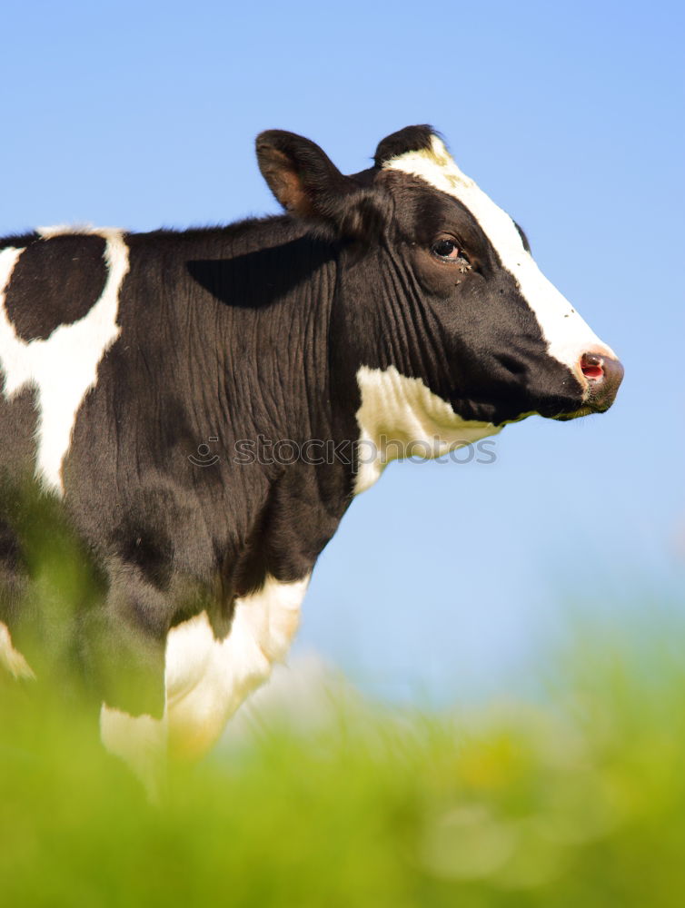 Similar – Portrait of two cows Cow