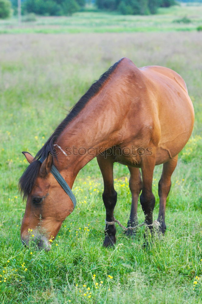 Similar – Wendy Beautiful Trip Horse