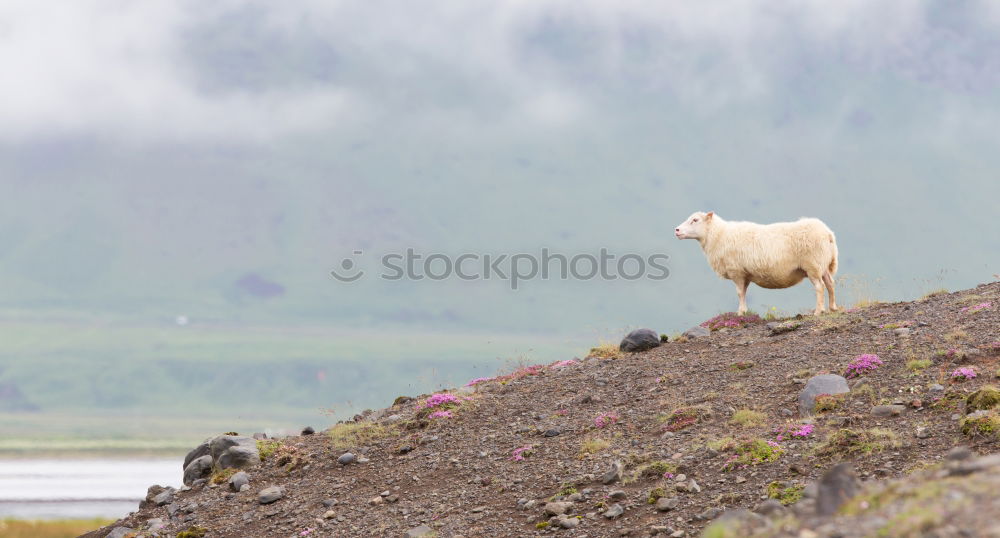 Similar – Mountain sheep Isle Of Skye Scotland