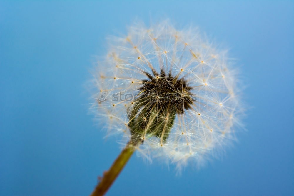 Similar – Image, Stock Photo Giant leek, allium, giganteum,