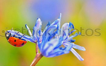 Similar – Bee with blossom Nature