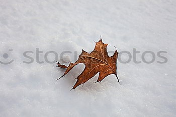 Similar – Single beech leaf on an ice surface