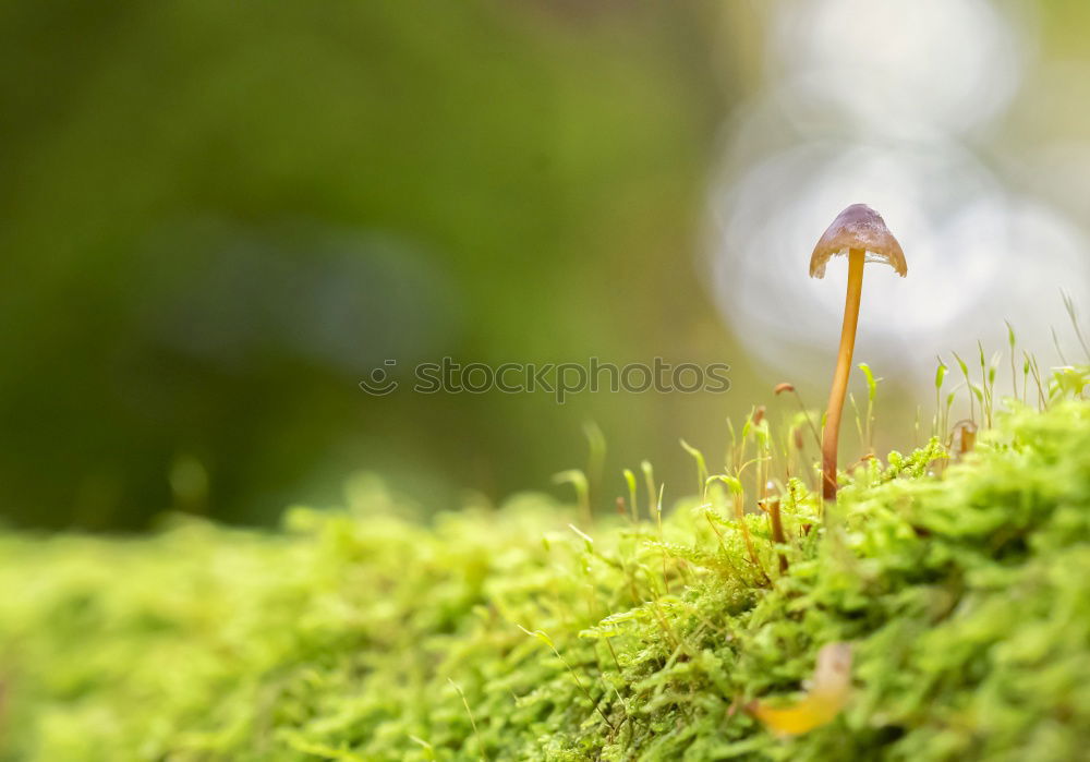 Similar – Image, Stock Photo fungus Environment Nature