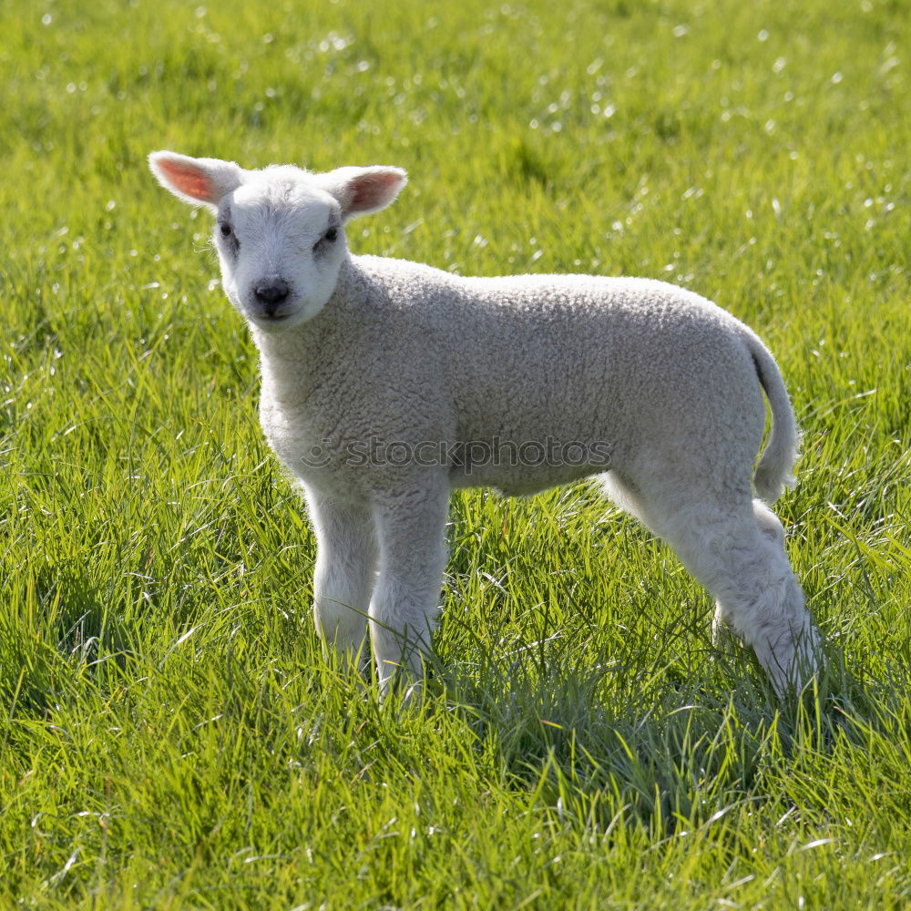 Similar – little lamb Nature Animal