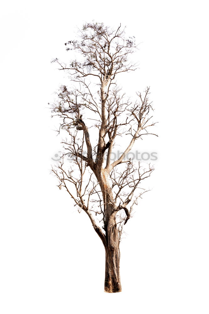 Similar – Image, Stock Photo Tree in the sky