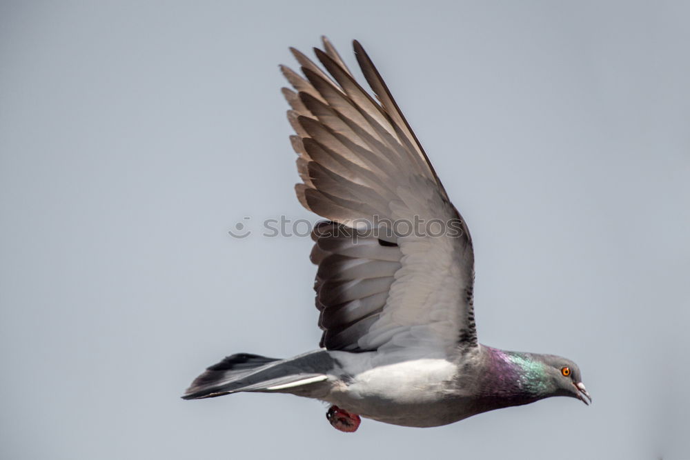 Similar – Image, Stock Photo Flies! Nature Animal Sky