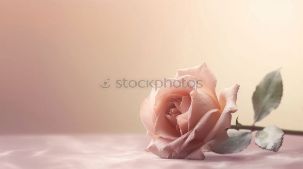 Similar – Foto Bild Montagsrose Rose Blume