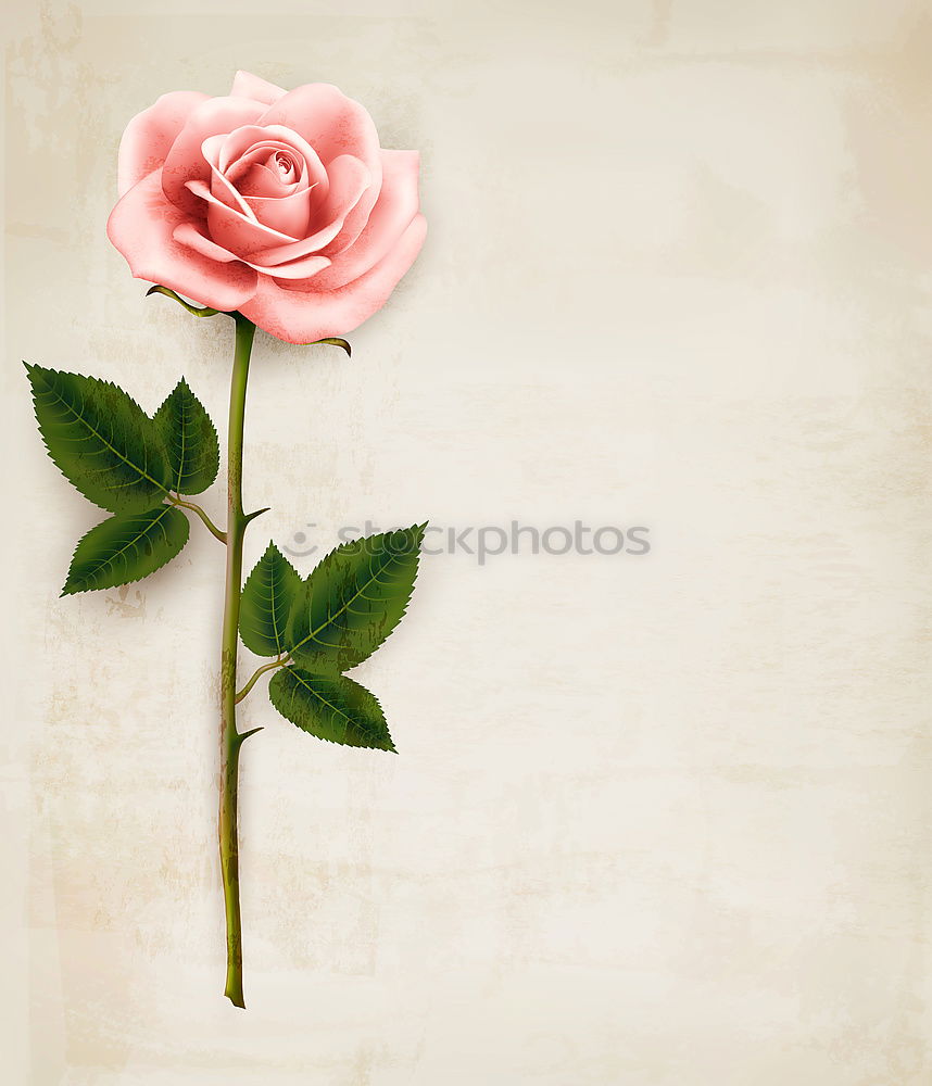 Similar – Still life of a beautiful, fragile single pink rose, in a vase against a light background, with two petals falling on the table