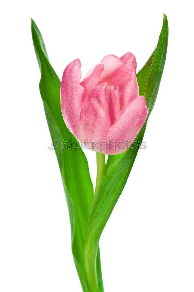 Similar – Image, Stock Photo blush Tulip Blossom Flower