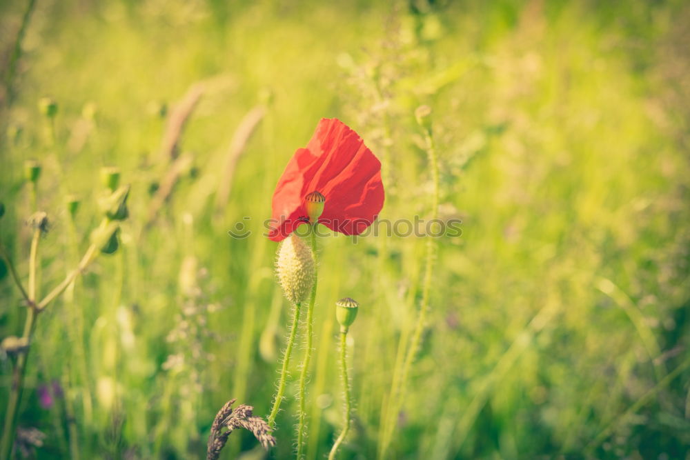 Similar – Image, Stock Photo single red poppy in the middle of a juicy green wheat field