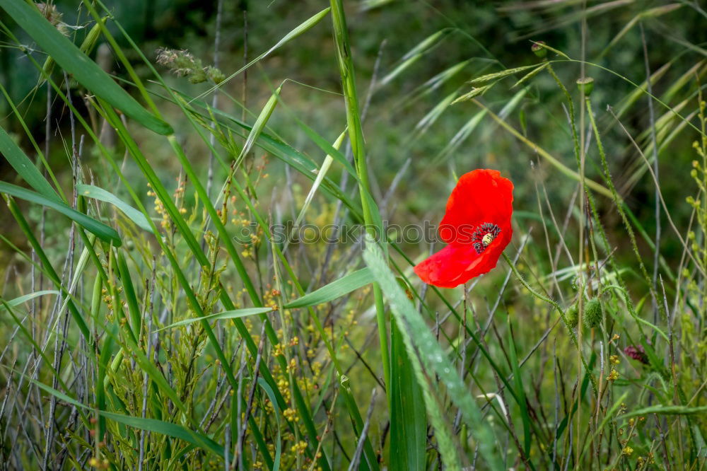 Image, Stock Photo last Flower Red Green