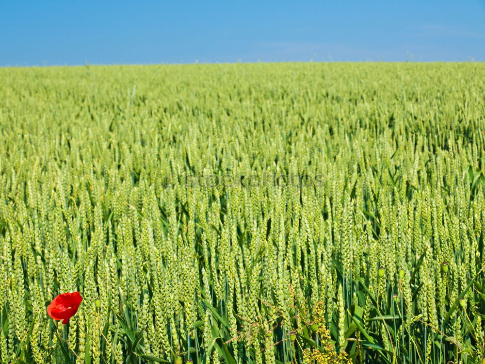 Similar – Image, Stock Photo submerged Canola Yellow